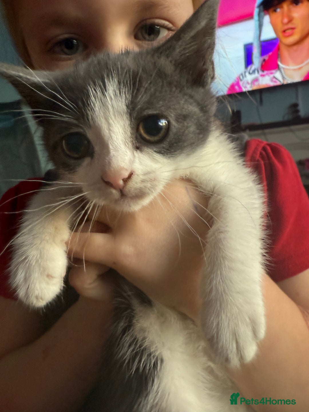 Domestic Shorthair cats for sale: 2 grey and white twin kittens  - Image 3