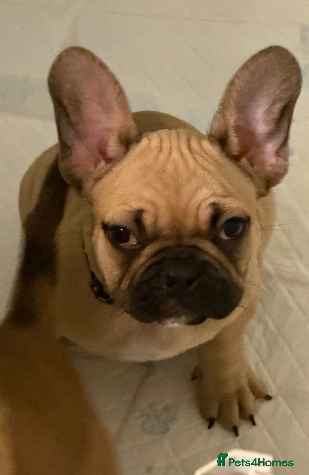 French Bulldog dogs for sale: READY NOW🐾 4 beautiful girls  - Advert 15