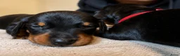 Dachshund dogs for sale: Dachshund Puppies - Ready to reserve - Advert 18