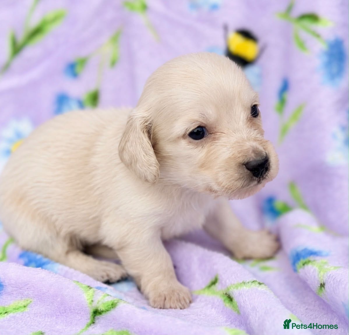 Miniature Dachshund dogs KC reg English Cream mini Dachshund puppies  - Advert 2