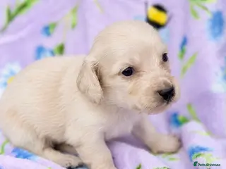 Miniature Dachshund dogs KC reg English Cream mini Dachshund puppies - Advert 2