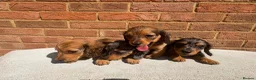 Miniature Dachshund dogs for sale: Champion bloodline miniature long haired dachshund - Advert 16