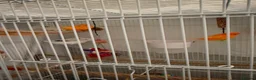 Canaries birds for sale: Pair of canaries red factor.  - Advert 1