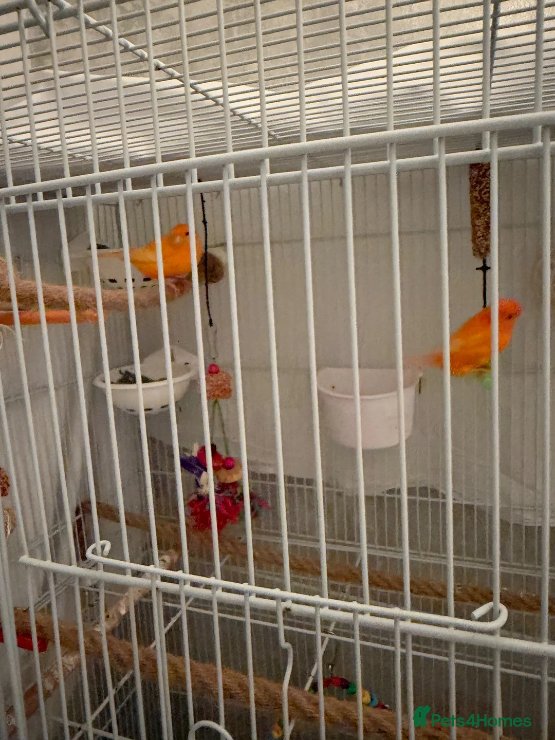 Canaries birds for sale: Pair of canaries red factor.  - Advert 1