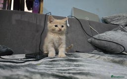 Mixed Breed cats for sale: Mixed breed kittens ready now.  - Image 16