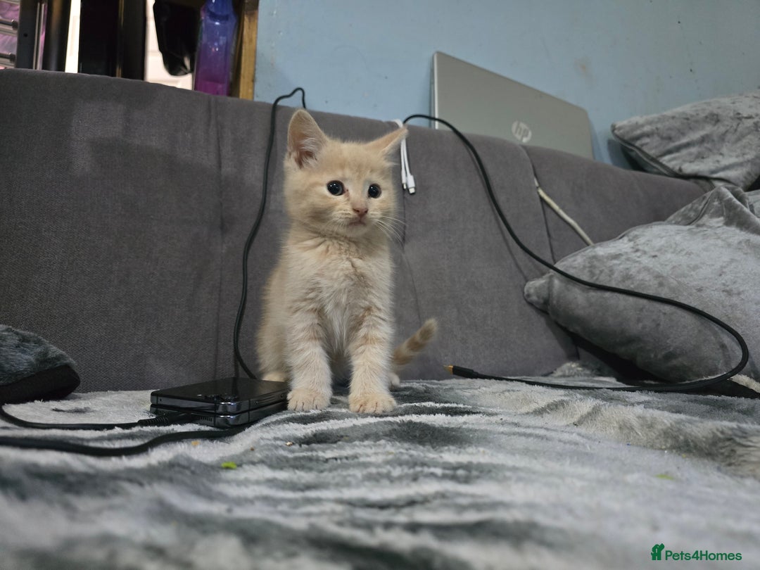 Mixed Breed cats for sale: Mixed breed kittens ready now.  - Image 16