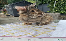 Lionhead rabbits for sale: Very special experienced home required  - Image 1