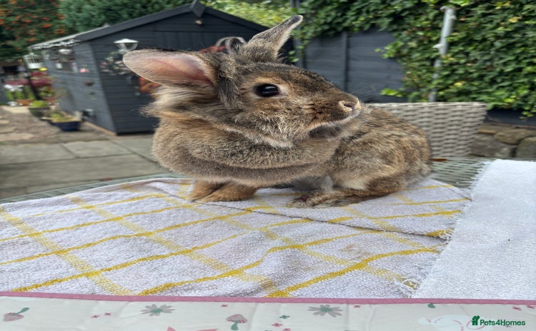 Lionhead rabbits - Advert 11