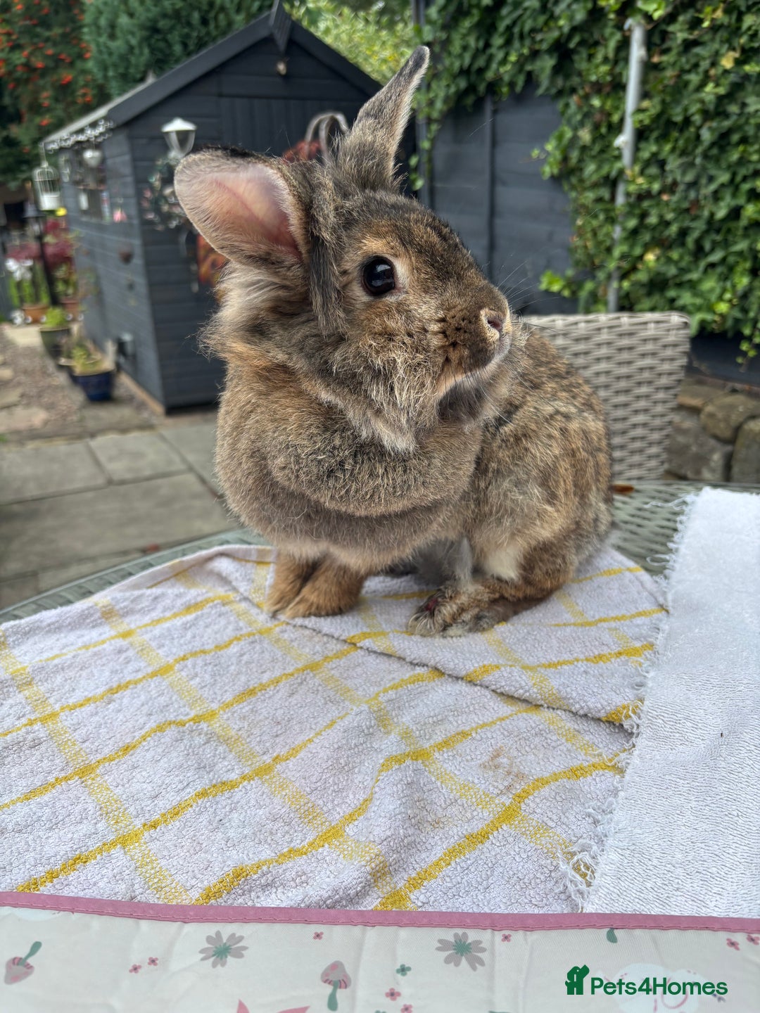 Lionhead rabbits for sale: Very special experienced home required  - Image 1