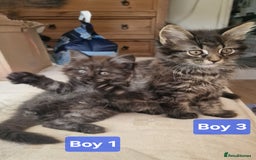 Maine Coon cats for sale: Gorgeous Half Maine Coon Boys and Girls  - Image 18