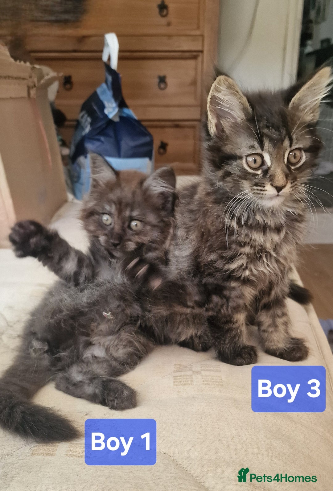 Maine Coon cats for sale: Gorgeous Half Maine Coon Boys and Girls  - Image 18