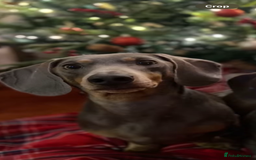 Dachshund dogs for sale: Sonic and Knuckles  - Image 3