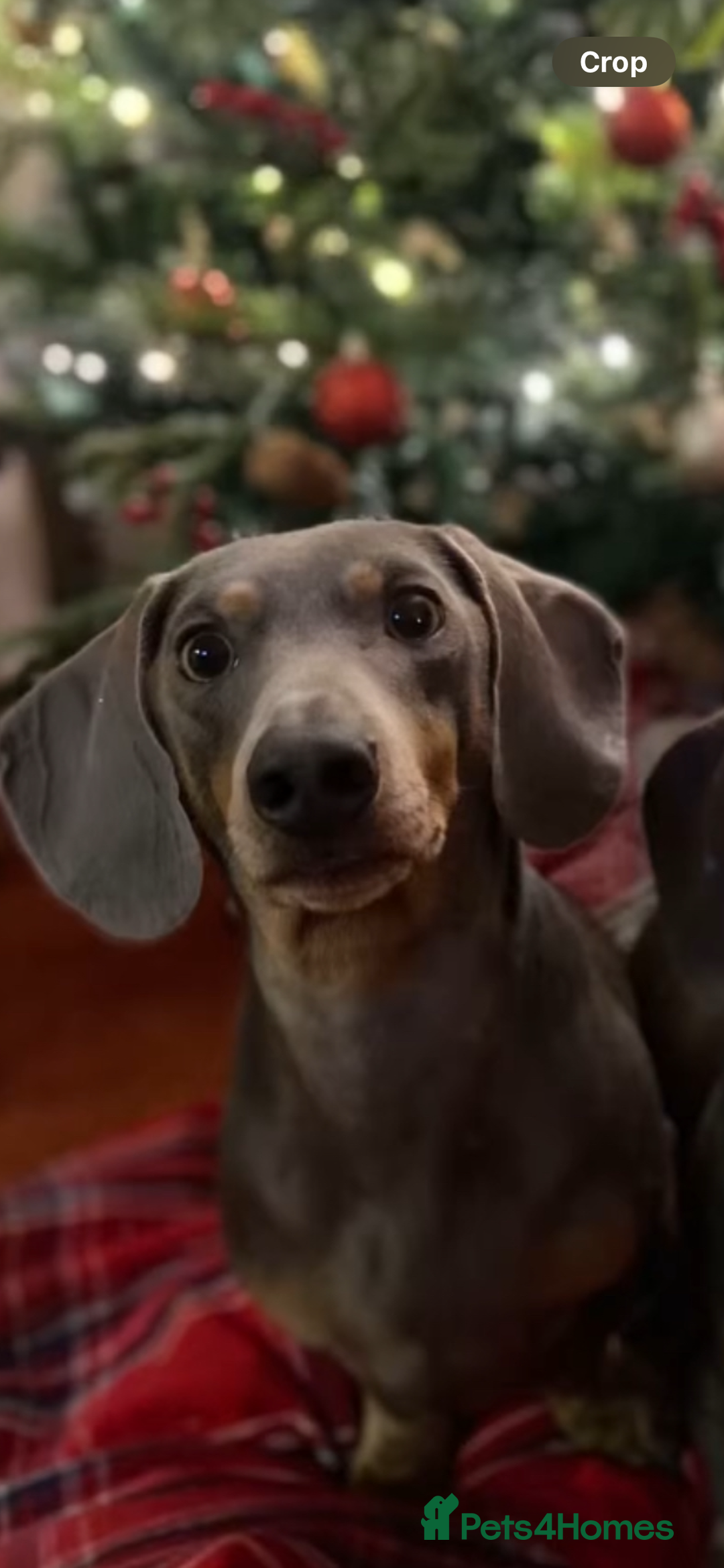 Dachshund dogs for sale: Sonic and Knuckles  - Image 3