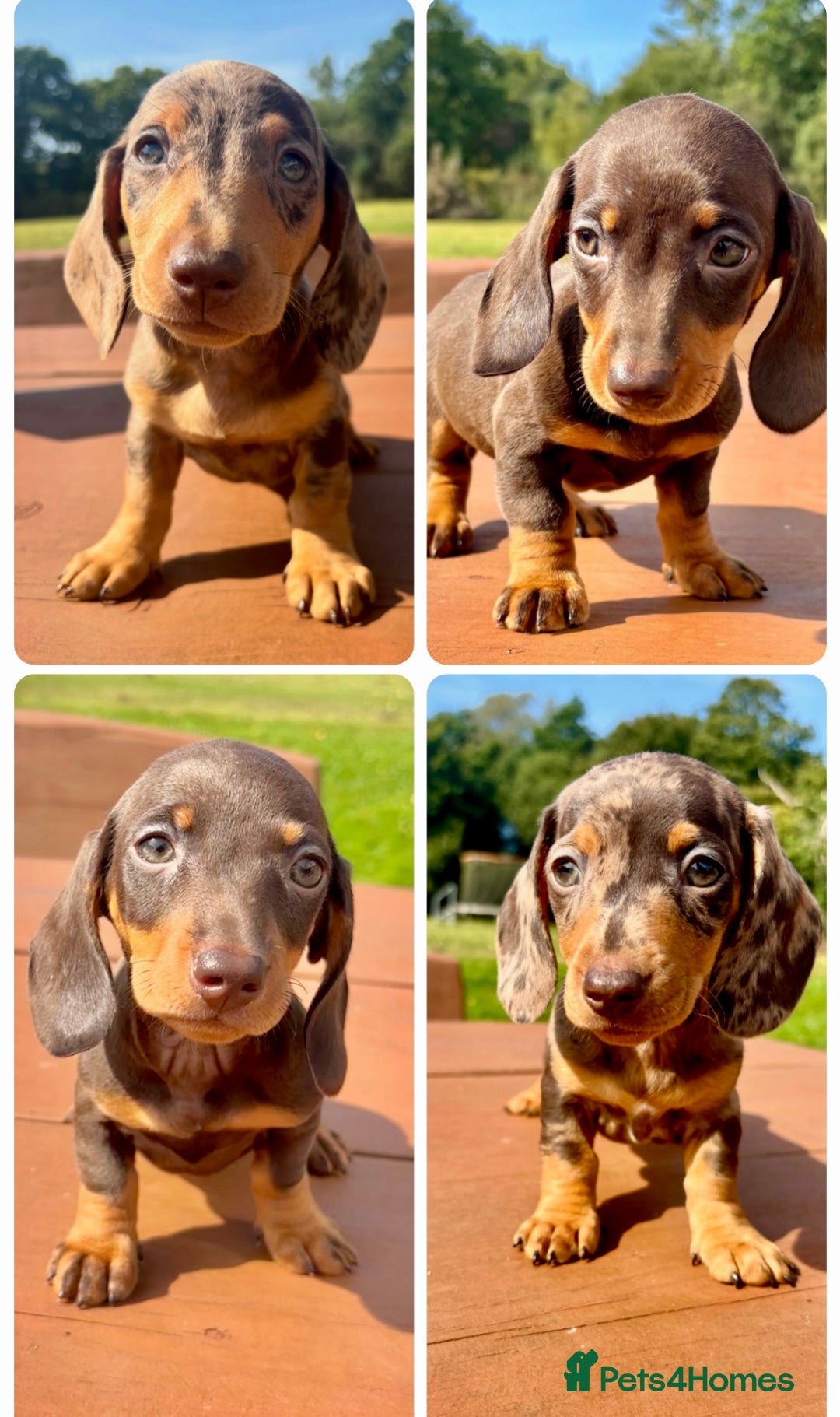 Miniature Dachshund dogs for sale: BEAUTIFUL PRA CLEAR & KC REG MINIS - Advert 25