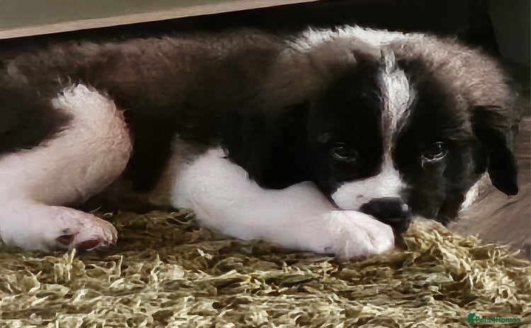 Saint Bernard dogs in Malvern - Advert 1