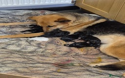 German Shepherd dogs for sale: German shepard puppies - Image 19