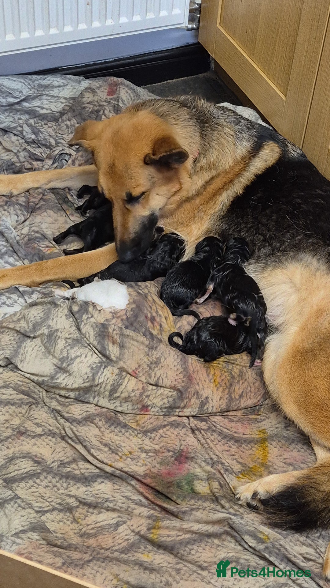 German Shepherd dogs for sale: German shepard puppies - Image 19
