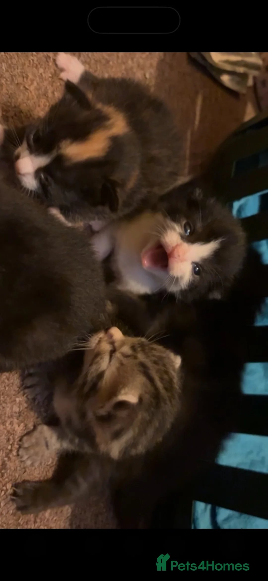 Mixed Breed cats for sale: 5 calico x tabby kittens looking for forever home  - Advert 10