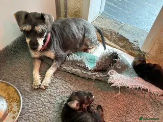 Miniature Schnauzer dogs Mini Schnauzer - Advert 1
