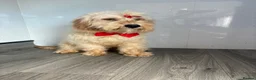 Cockapoo dogs for sale: Lilly - Advert 2