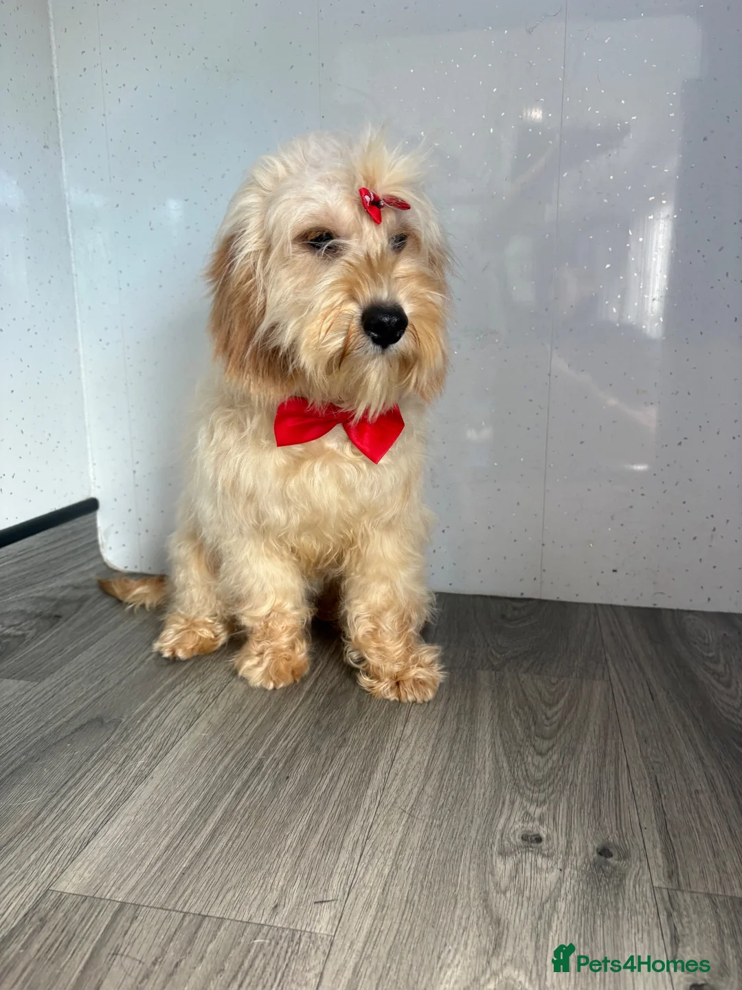 Cockapoo dogs for sale: Lilly - Advert 2