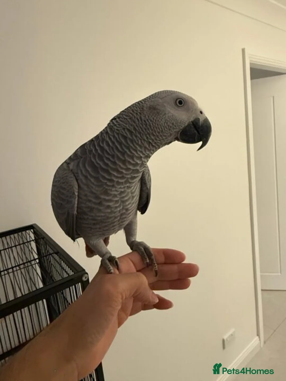 Parrots birds for sale: African grey parrots for sale  in Kingston upon Thames - Advert 3