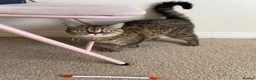 British Shorthair cats for sale: Beautiful british shorthair looking for a new home - Advert 11
