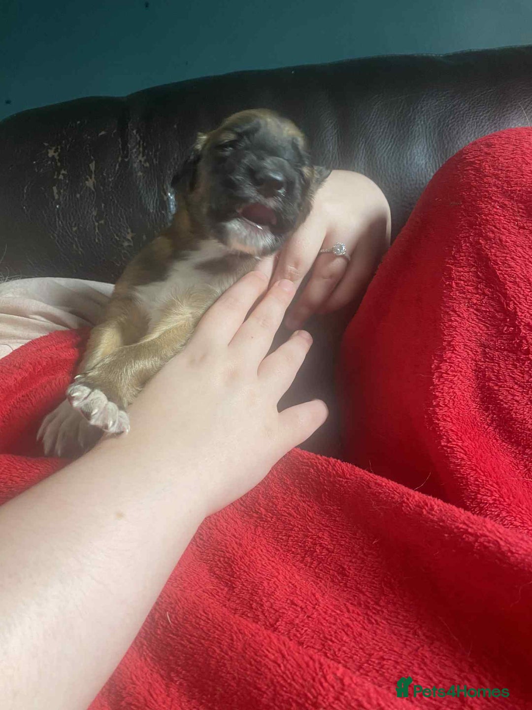Mixed Breed dogs for sale: 3 tan girls remaining  - Image 18