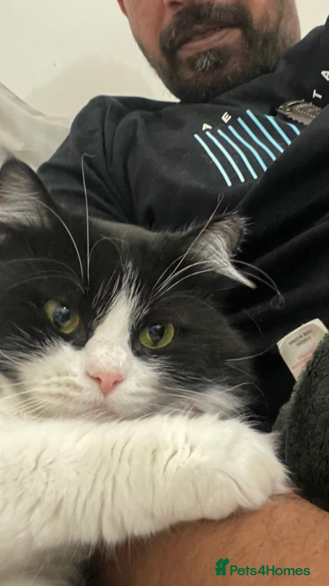 Mixed Breed cats for adoption: SUSHI - mix Persian girl fun affectionate spayed - Advert 5