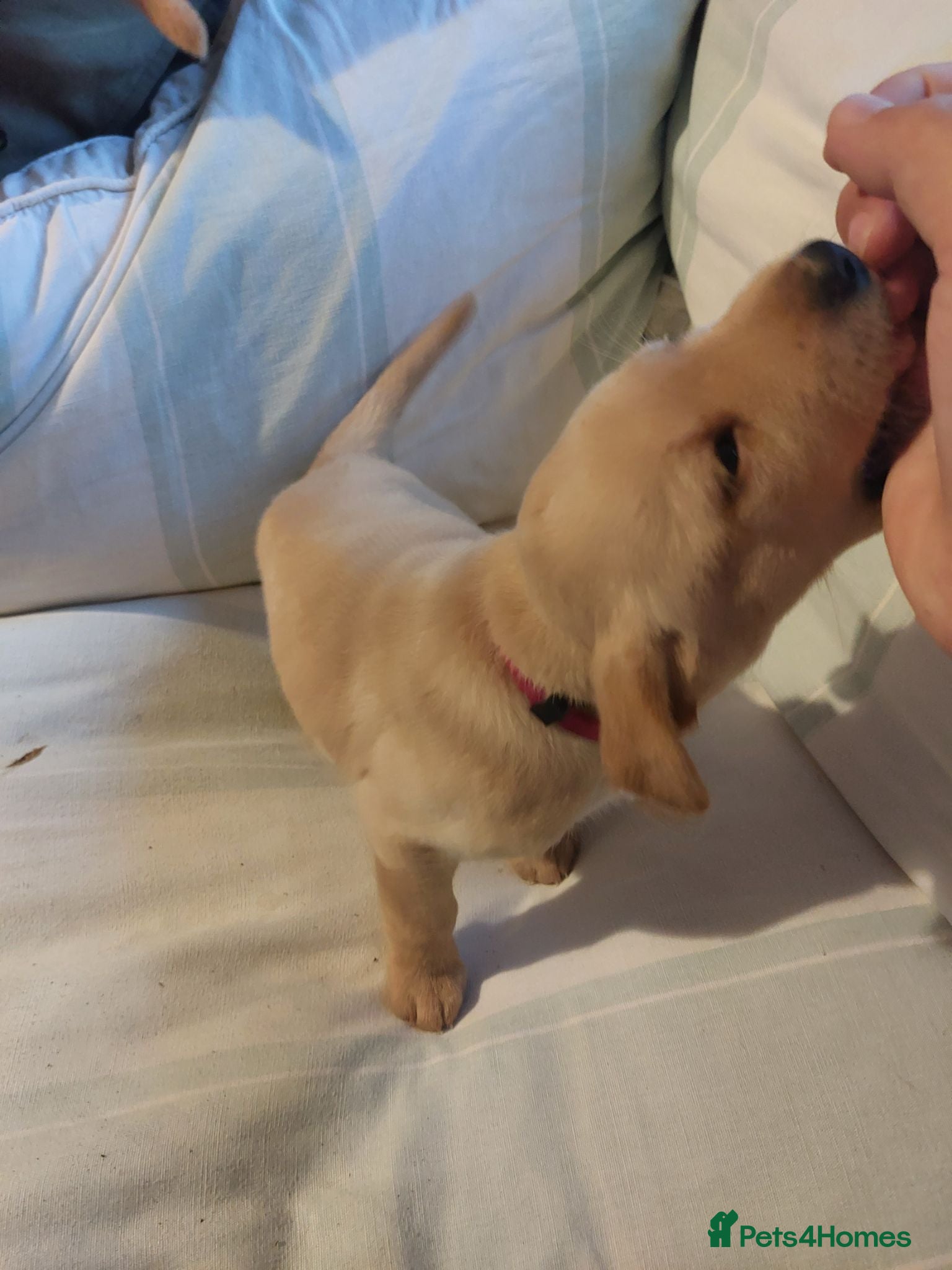 Labrador Retriever dogs Beautiful Labrador Puppies – Yellow & Fox Red - Advert 1