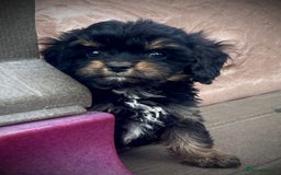 Cavapoo dogs for sale: Ready now Cavapoo puppies health tested parents in Ashford - Image 7