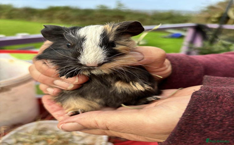 Guinea Pig rodents - Advert 15