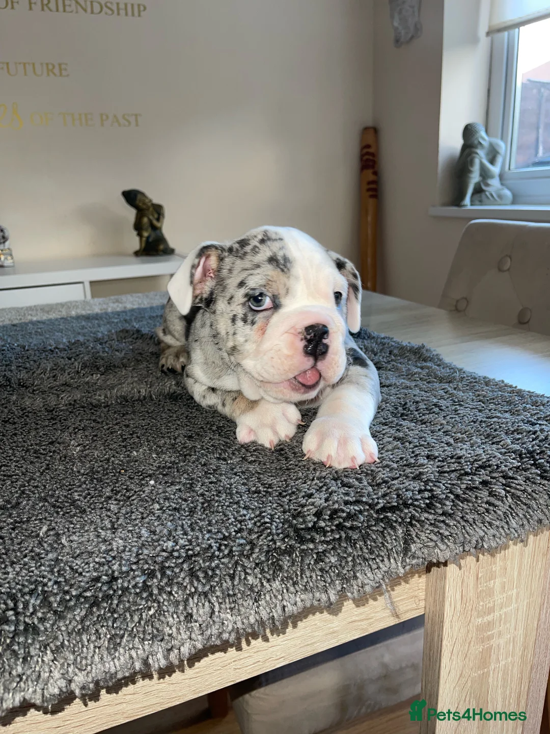 English Bulldog dogs for stud: Proven English Bulldog Stud - Blue Tri Merle in Romford - Advert 15