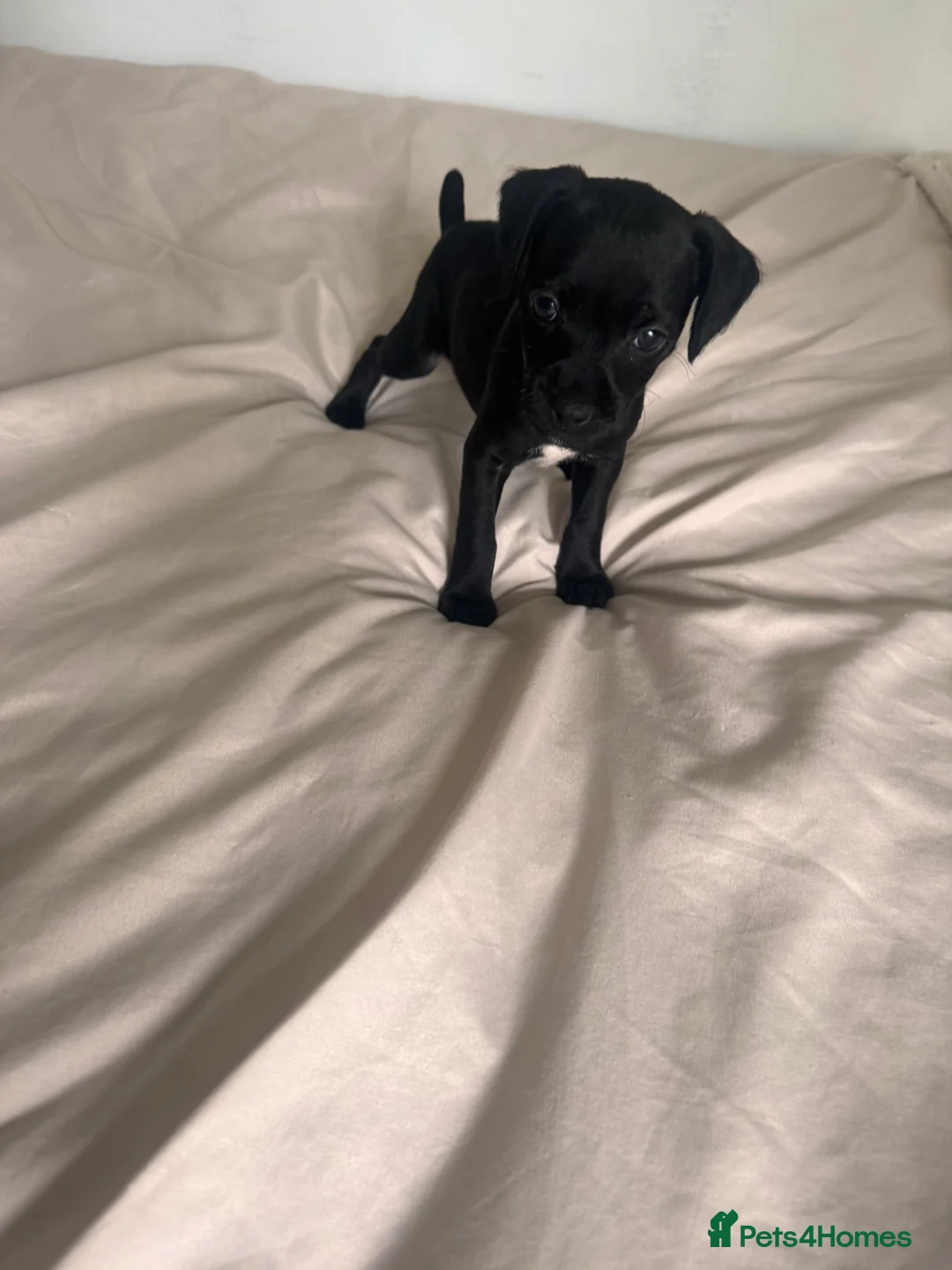 Patterdale Terrier dogs for sale: Beautiful Black Patterdale Terrier Puppy in Cleator Moor - Advert 6