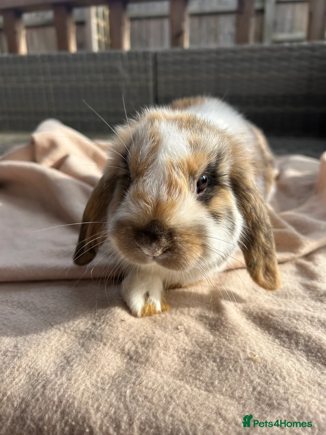 Mini Lop rabbits for sale: Beautifully marked friendly mini lop bunnies - Advert 13
