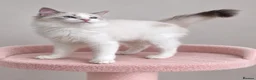 Ragdoll cats for sale: 🐾 Beautiful Ragdoll Kittens for Sale 🐾 - Advert 32