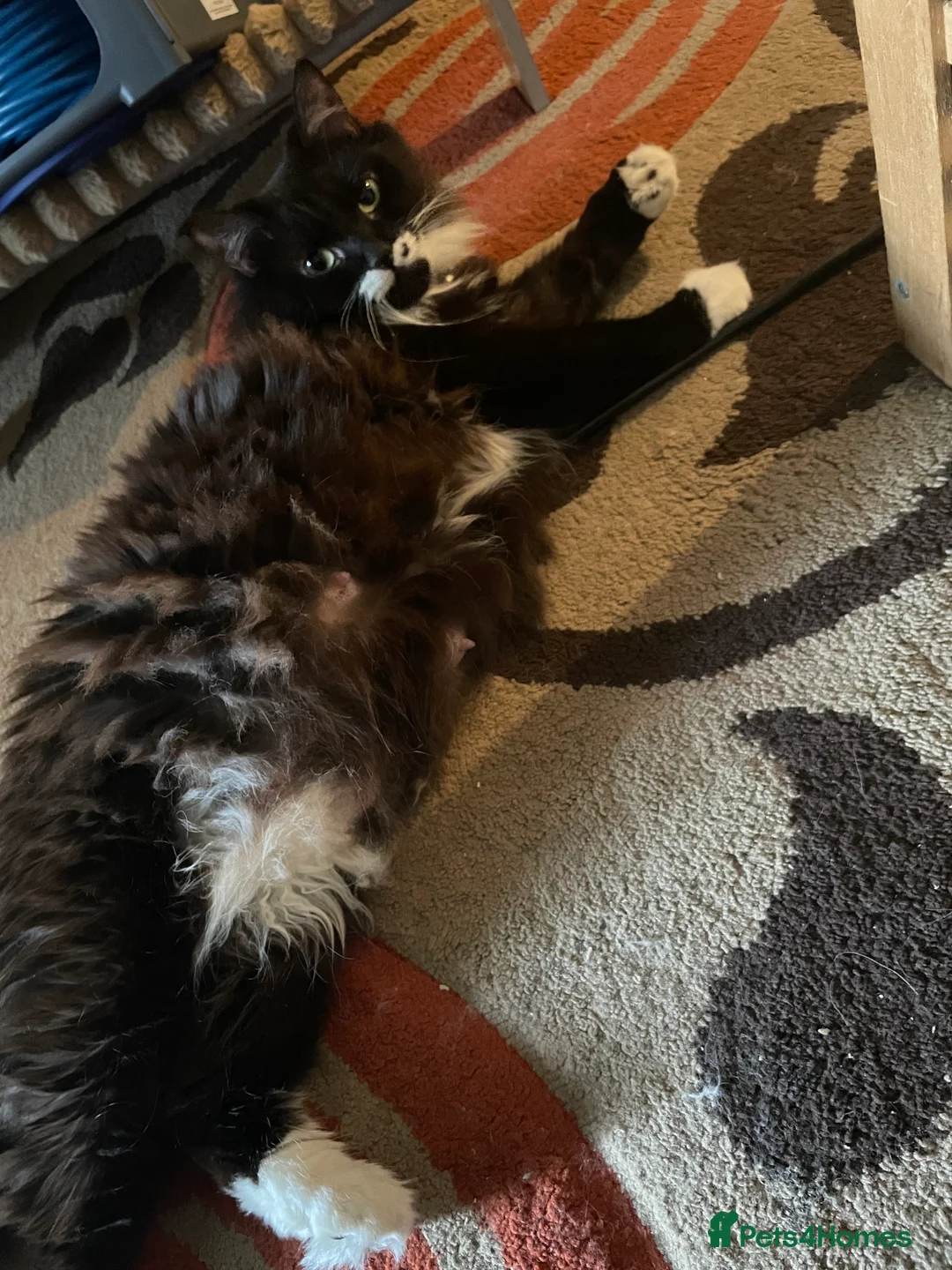 Maine Coon cats for sale: 3 lovely kittens ready to new home  - Advert 2