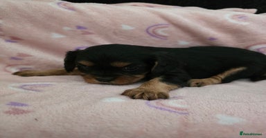 Cavalier King Charles Spaniel dogs in Cwmbran - Advert 9