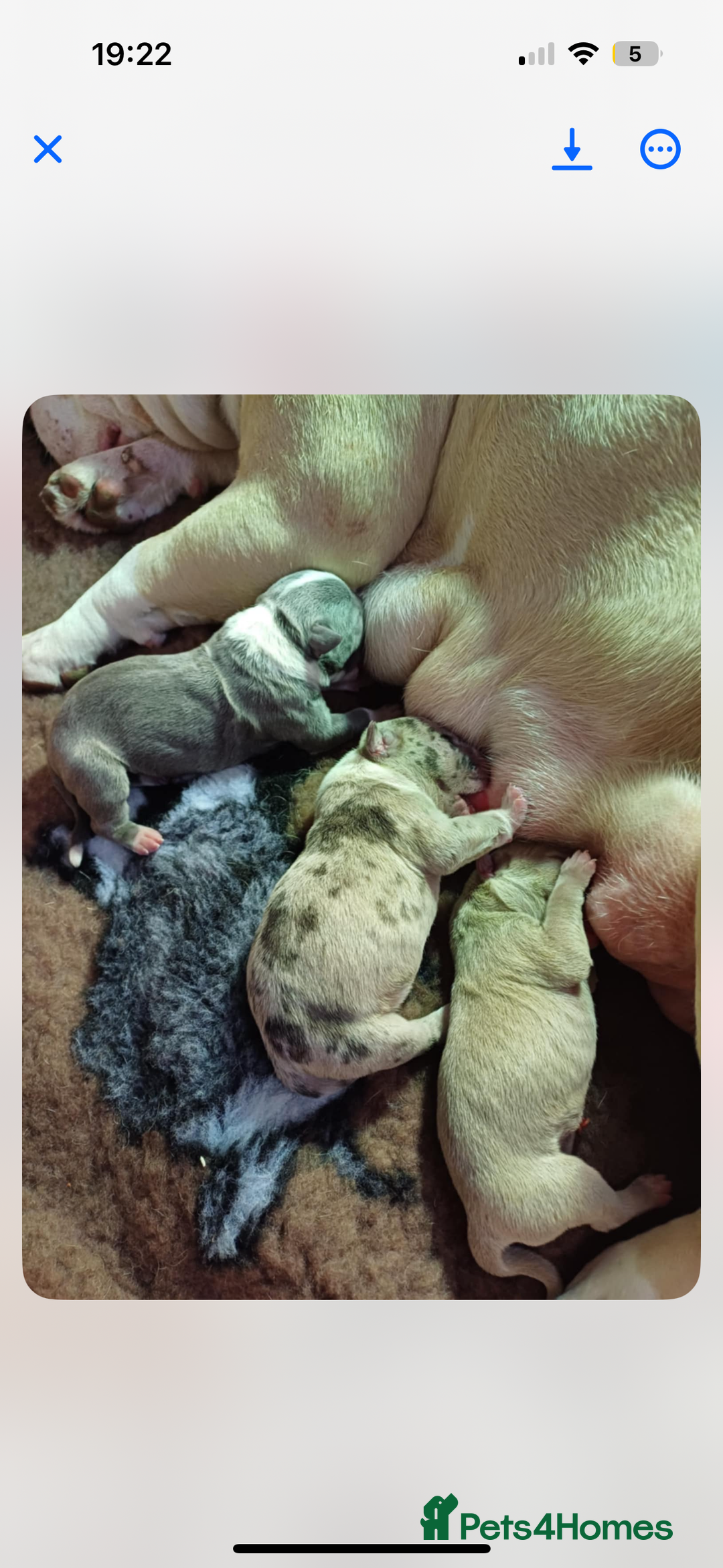 American Bulldog dogs for sale: Pocket bully 5months old  - Image 5