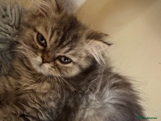 Persian cats Golden Shaded Persian Teddy Bear Boy £750Ready Now - Advert 5