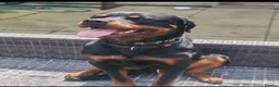 Dobermann dogs for sale: Beautiful Rotterman pups Doberman X Rottweiler - Advert 7