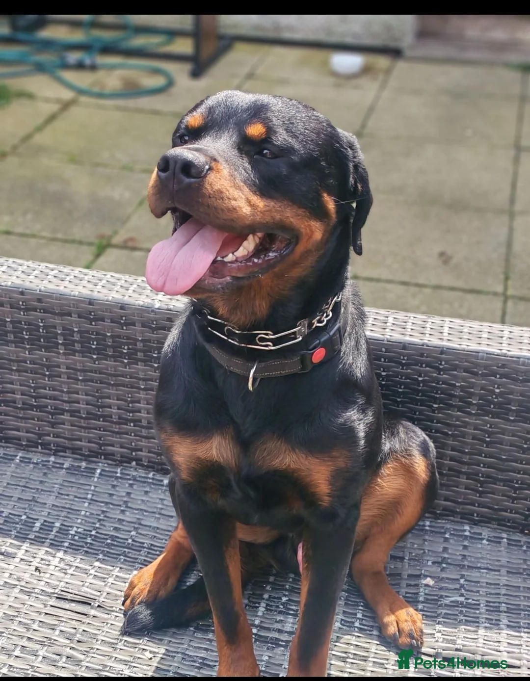 Dobermann dogs for sale: Beautiful Rotterman pups Doberman X Rottweiler - Advert 2