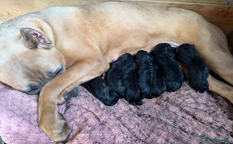 Cane Corso dogs - Advert 2