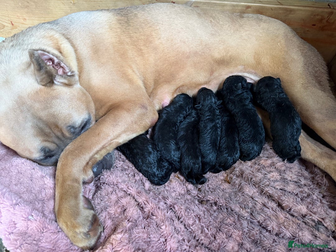 Cane Corso dogs for sale: 5 Gorgeous Black Cane Corsos ready to go🤍 - Image 1