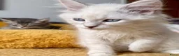 Siberian cats for sale: Beautiful Pure Siberian Kittens - Hypoallergenic - Advert 7