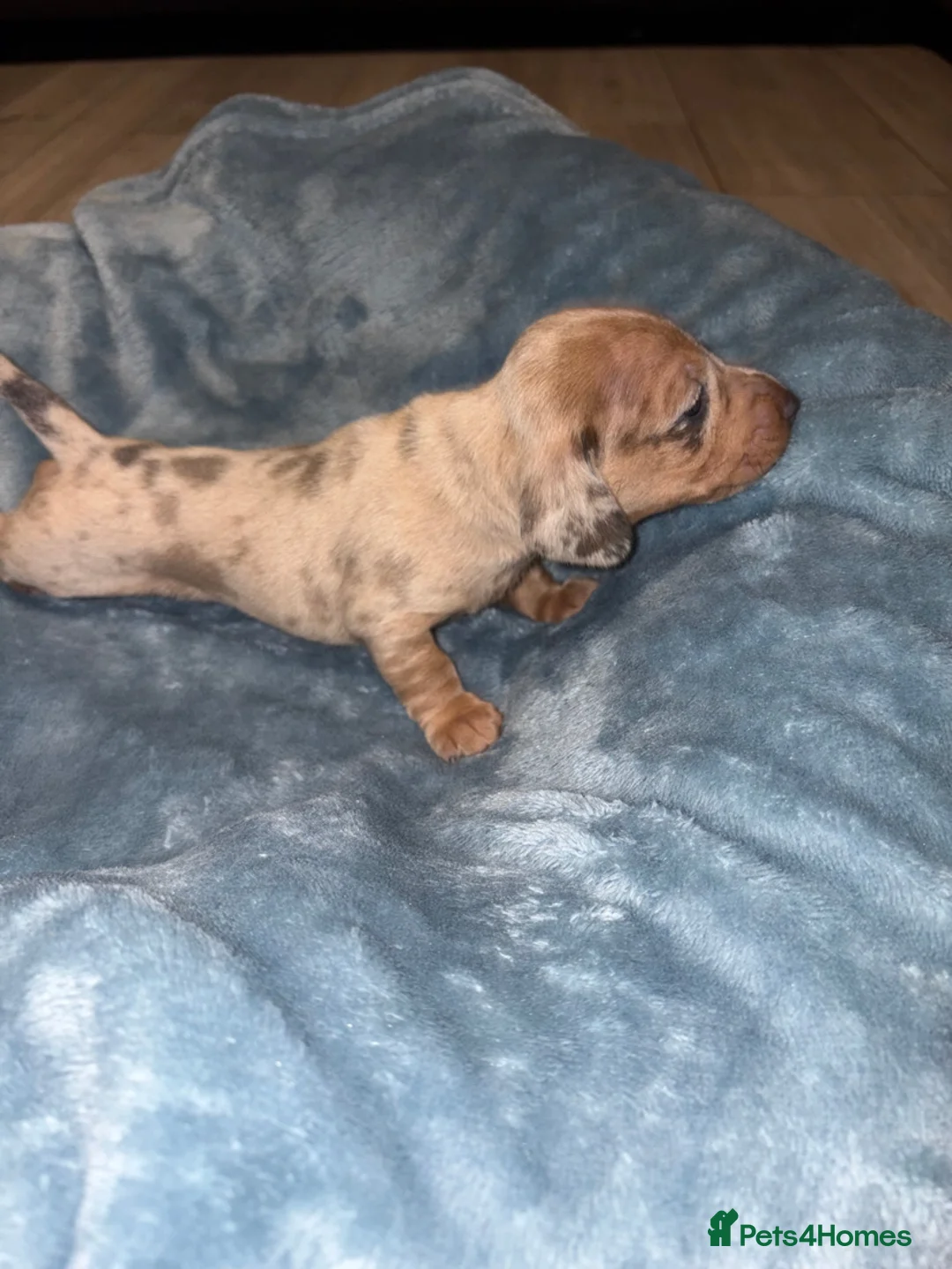 Miniature Dachshund dogs for sale: 4 Miniature Dachshund Puppies - Advert 13