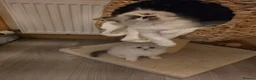 Ragdoll cats for sale: Beautiful pedigree ragdoll kitten - Advert 5