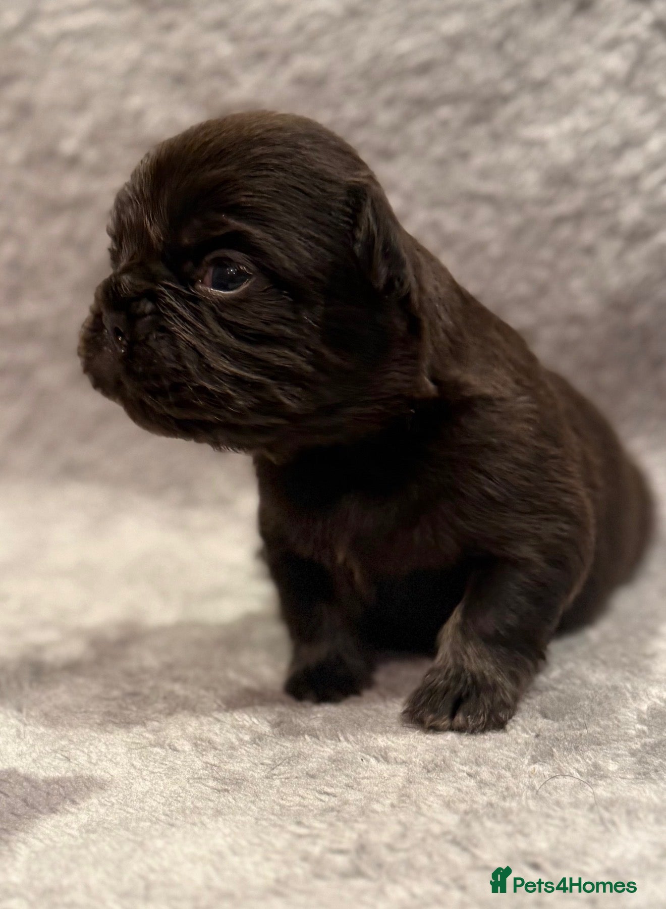 French Bulldog dogs 5 Full Fluffy French Bulldogs Puppies  - Advert 18
