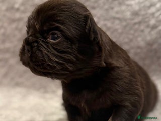 French Bulldog dogs 5 Full Fluffy French Bulldogs Puppies - Advert 18