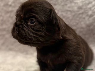 French Bulldog dogs 5 Full Fluffy French Bulldogs Puppies - Advert 17